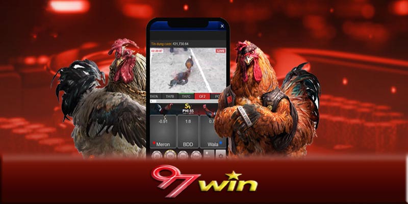 Trải nghiệm thi đấu tại Đá gà 97Win